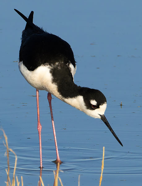 Black-necked Stilt Himantopus mexicanus 
