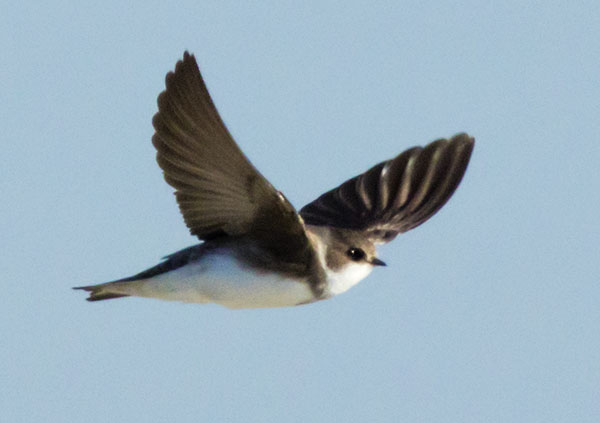 Bank Swallow Riparia riparia 