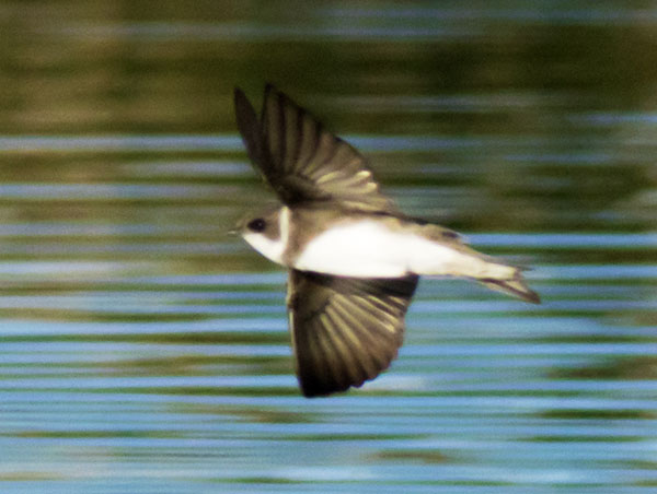 Bank Swallow Riparia riparia 