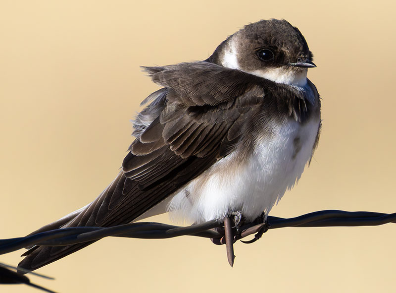 Bank Swallow Riparia riparia 