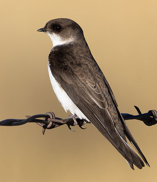 Bank Swallow Riparia riparia 