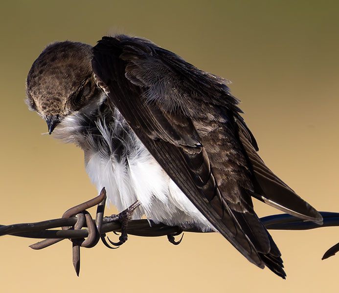 Bank Swallow Riparia riparia 
