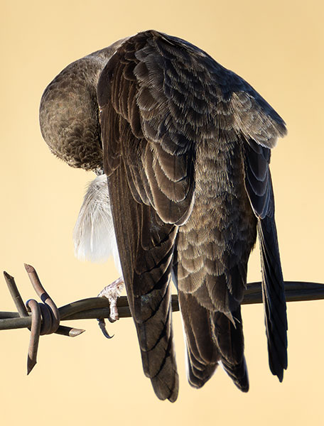 Bank Swallow Riparia riparia 