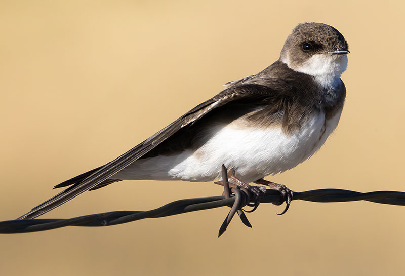 Bank Swallow Riparia riparia 