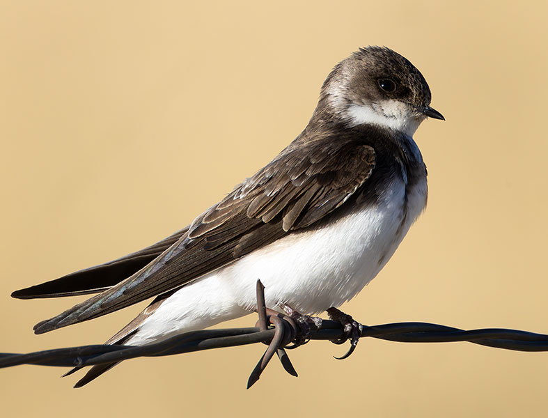 Bank Swallow Riparia riparia 