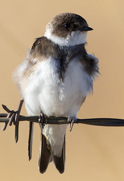Bank Swallow Riparia riparia 