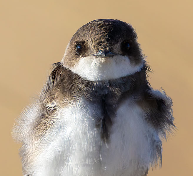 Bank Swallow Riparia riparia 