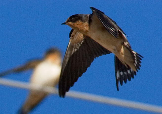 Barn Swallow Hirundo rustica 