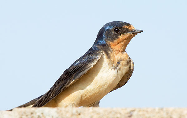 Barn Swallow Hirundo rustica 