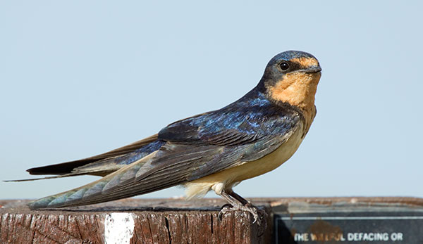 Barn Swallow Hirundo rustica 