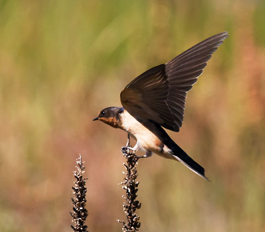 Barn Swallow Hirundo rustica 