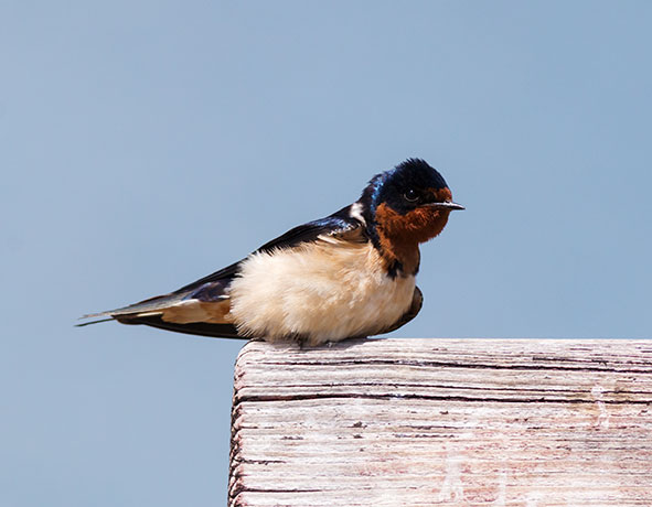 Barn Swallow Hirundo rustica 