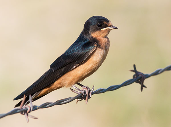 Barn Swallow Hirundo rustica 