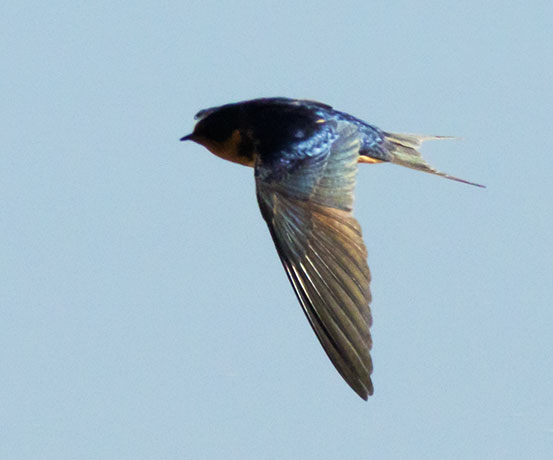 Barn Swallow Hirundo rustica 