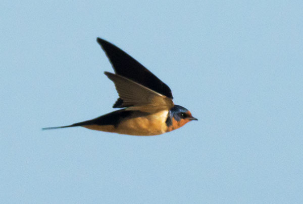 Barn Swallow Hirundo rustica 