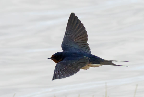Barn Swallow Hirundo rustica 