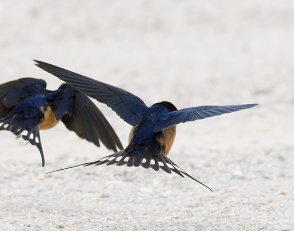 Barn Swallow Hirundo rustica 