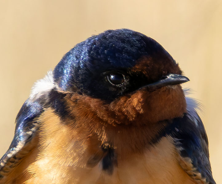 Barn Swallow Hirundo rustica 