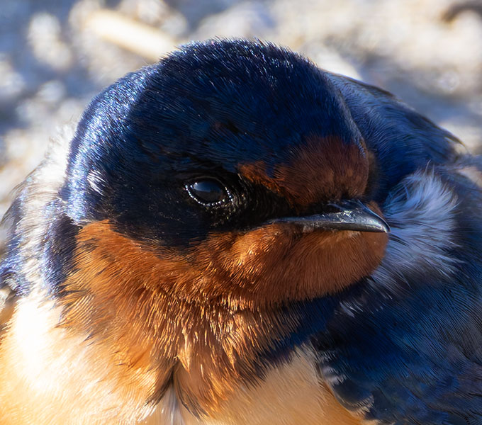 Barn Swallow Hirundo rustica 