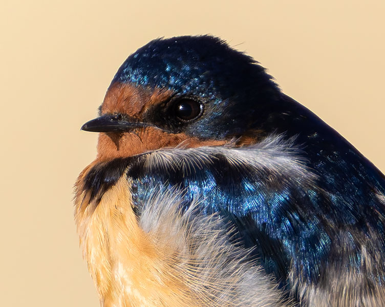 Barn Swallow Hirundo rustica 