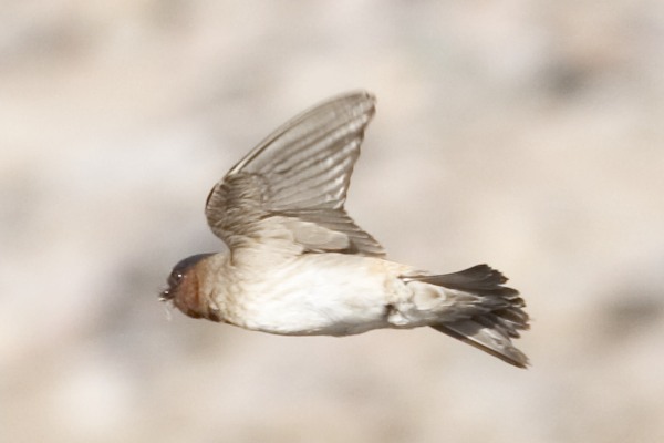 Cliff Swallow Petrochelidon pyrrhonota