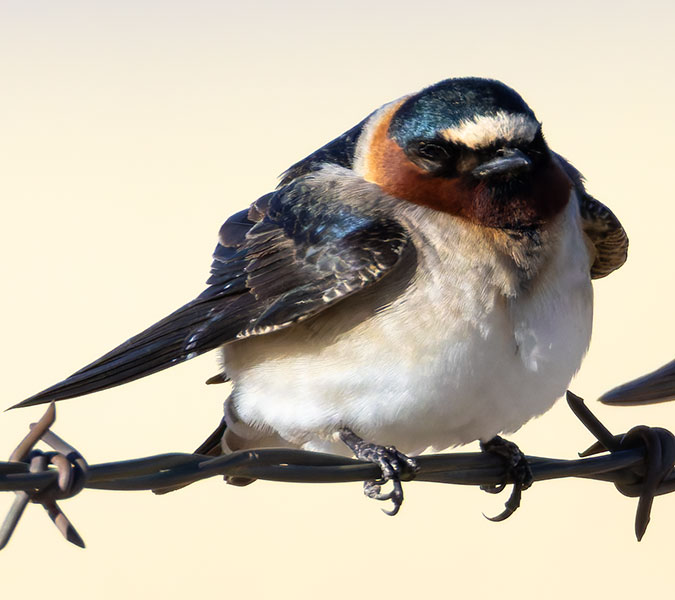 Cliff Swallow Petrochelidon pyrrhonota