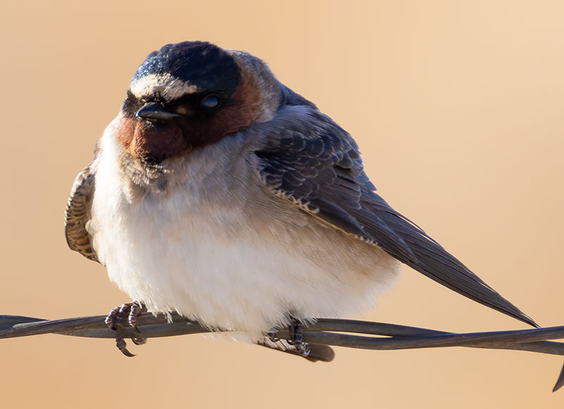 Cliff Swallow Petrochelidon pyrrhonota