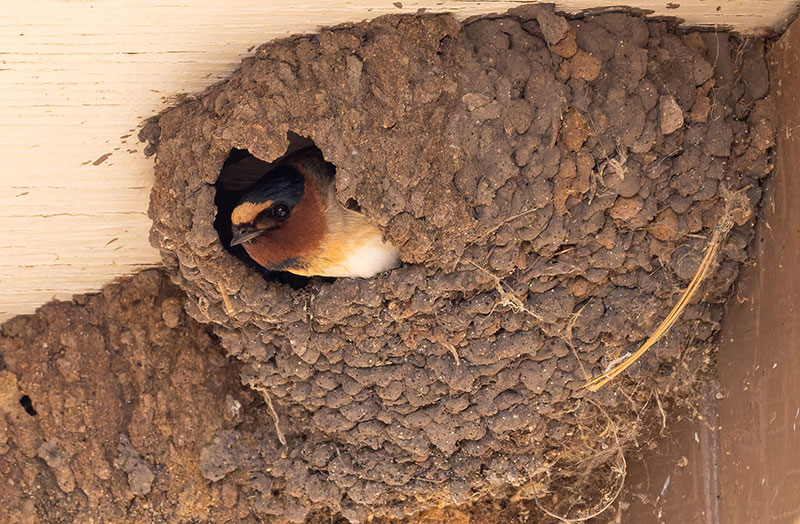 Cliff Swallow Petrochelidon pyrrhonota