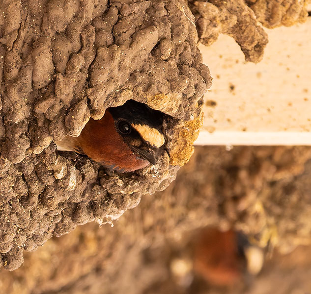 Cliff Swallow Petrochelidon pyrrhonota