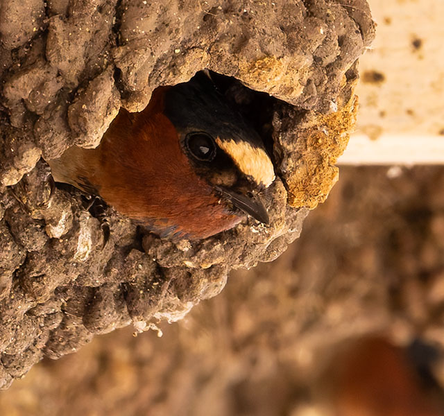 Cliff Swallow Petrochelidon pyrrhonota