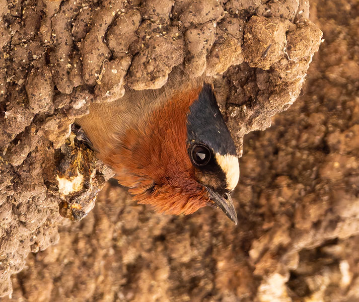 Cliff Swallow Petrochelidon pyrrhonota
