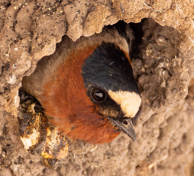 Cliff Swallow Petrochelidon pyrrhonota
