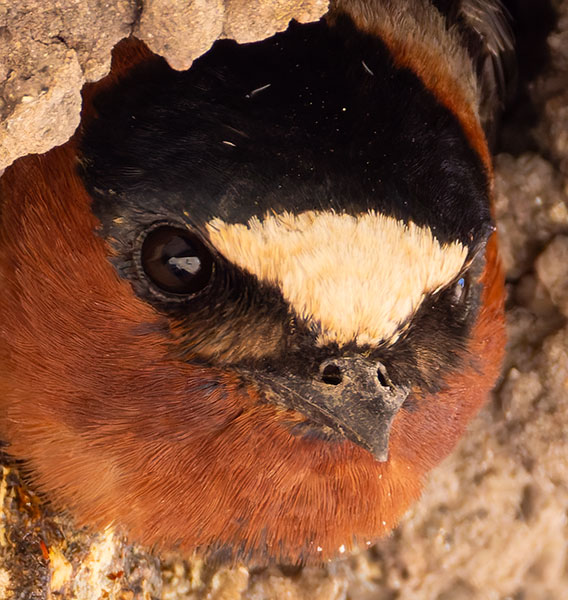 Cliff Swallow Petrochelidon pyrrhonota