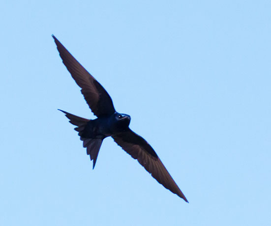 Purple Martin Progne subis 