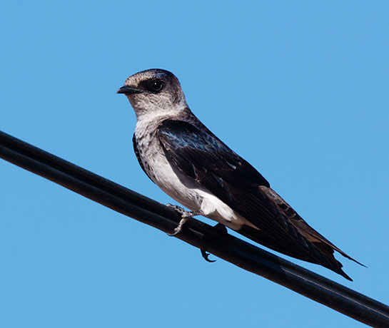 Purple Martin Progne subis 