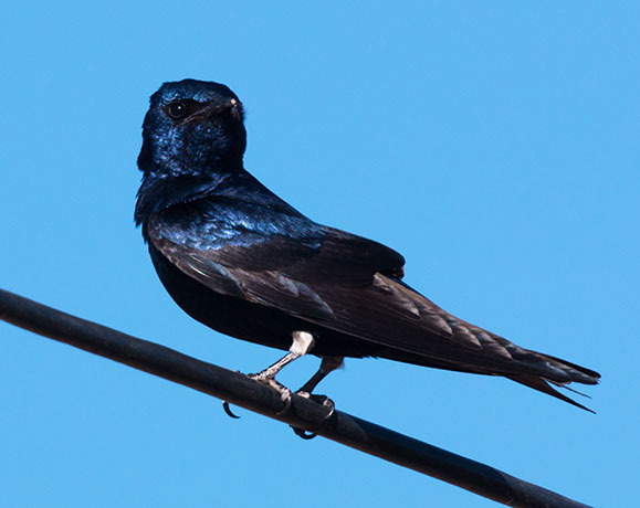 Purple Martin Progne subis 