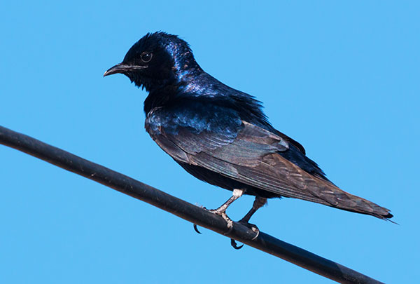 Purple Martin Progne subis 