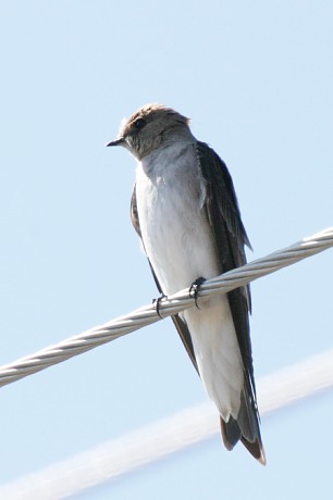 Northern Rough-winged Swallow Stelgidopteryx serripennis