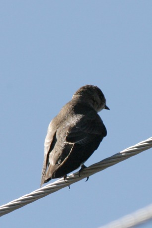 Northern Rough-winged Swallow Stelgidopteryx serripennis