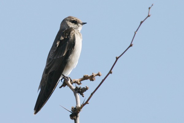 Northern Rough-winged Swallow Stelgidopteryx serripennis