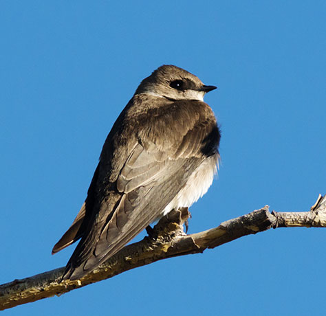 Northern Rough-winged Swallow Stelgidopteryx serripennis