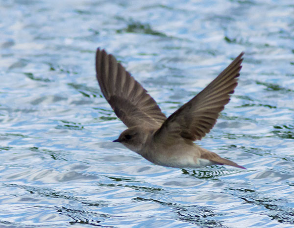 Northern Rough-winged Swallow Stelgidopteryx serripennis