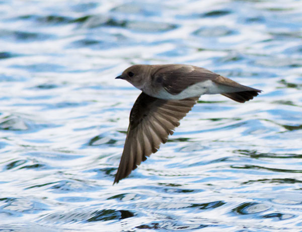 Northern Rough-winged Swallow Stelgidopteryx serripennis