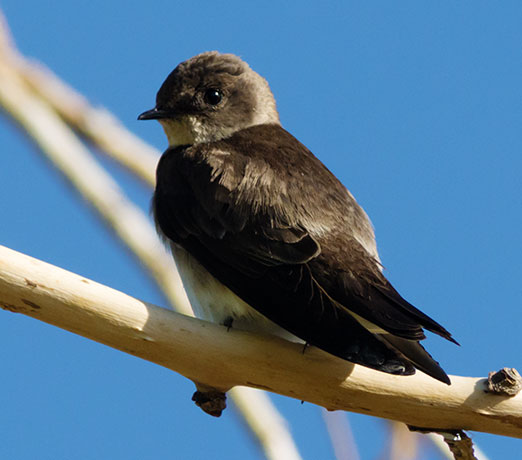 Northern Rough-winged Swallow Stelgidopteryx serripennis