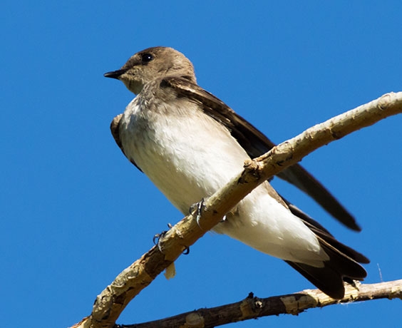 Northern Rough-winged Swallow Stelgidopteryx serripennis