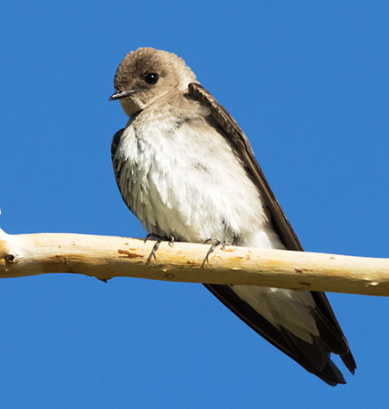 Northern Rough-winged Swallow Stelgidopteryx serripennis