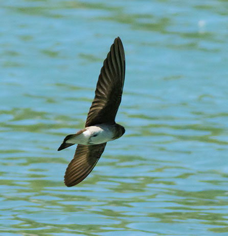 Northern Rough-winged Swallow Stelgidopteryx serripennis