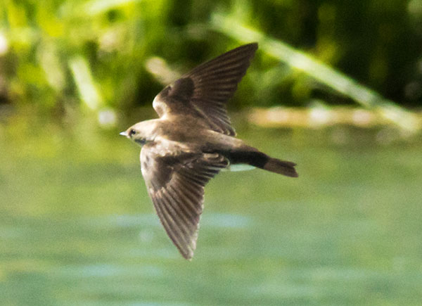 Northern Rough-winged Swallow Stelgidopteryx serripennis