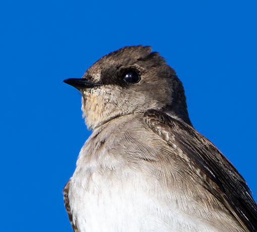 Northern Rough-winged Swallow Stelgidopteryx serripennis