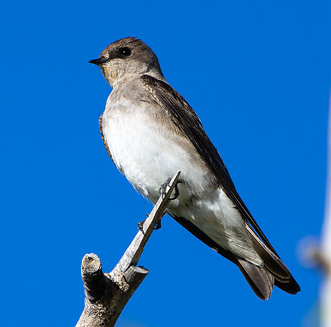 Northern Rough-winged Swallow Stelgidopteryx serripennis